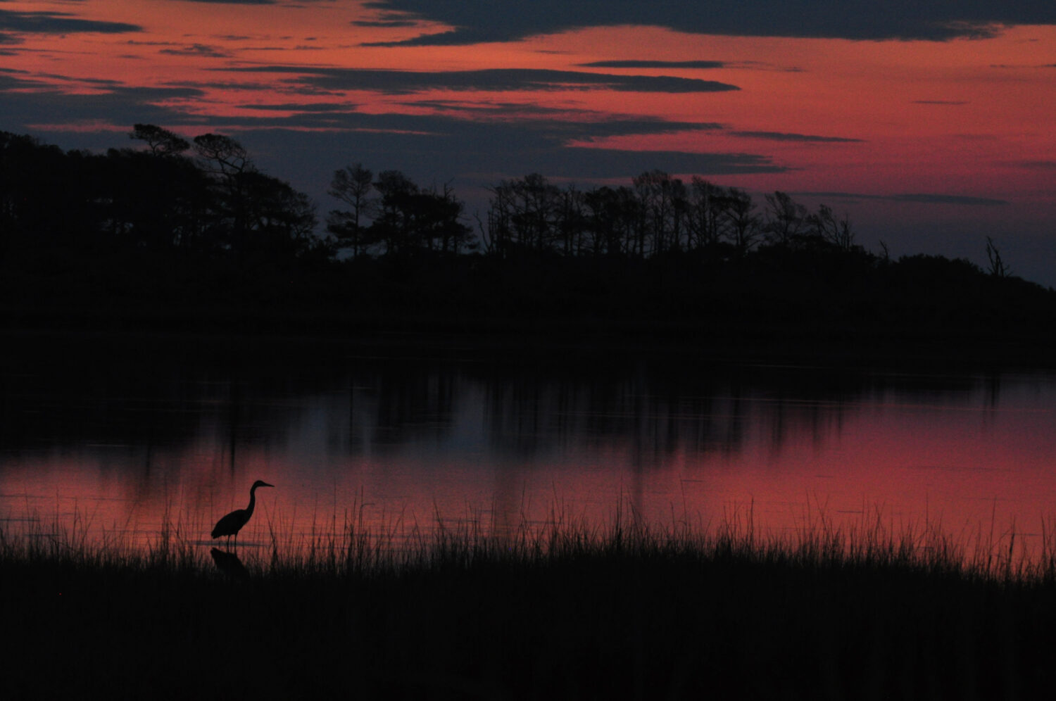 FMN Photo Contest Winners Announced – Fairfax Master Naturalists