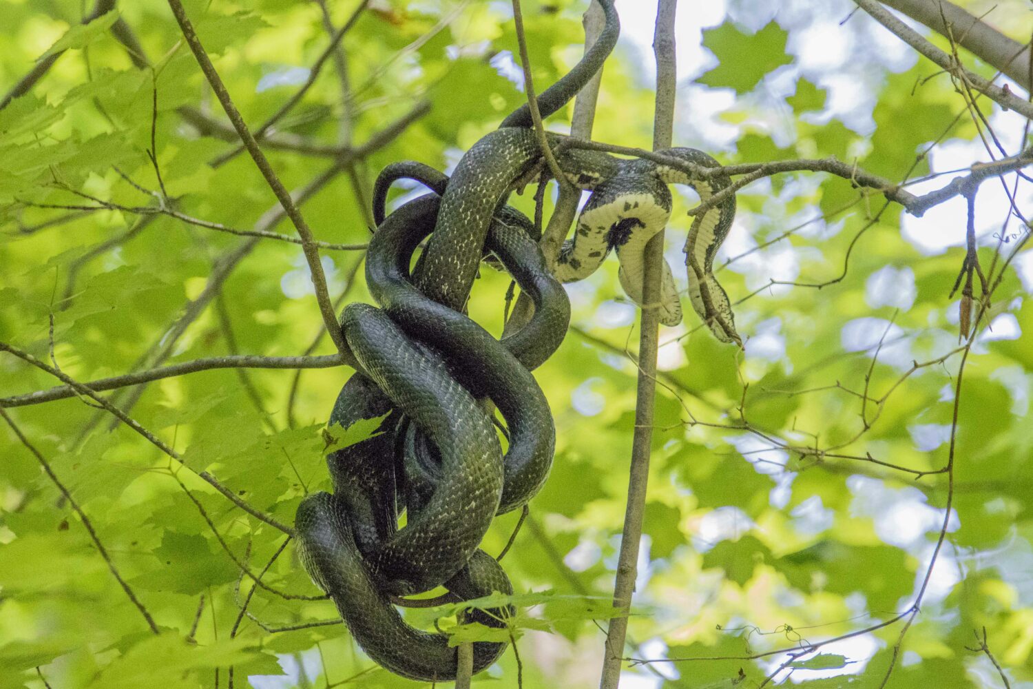 FMN photo contest winners announced – Fairfax Master Naturalists