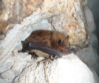 Photo credit: https://dwr.virginia.gov/wildlife/bats/