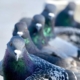 Photo: Rock Pigeons, Andrew Birkey/ Audubon Photography Awards
