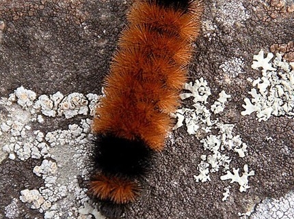 Photo: Sheila Sund from Salem, Wooly Bear Caterpillar, United States, CC BY 2.0 , via Wikimedia Commons