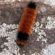 Photo: Sheila Sund from Salem, Wooly Bear Caterpillar, United States, CC BY 2.0 , via Wikimedia Commons