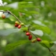 spicebush, berries