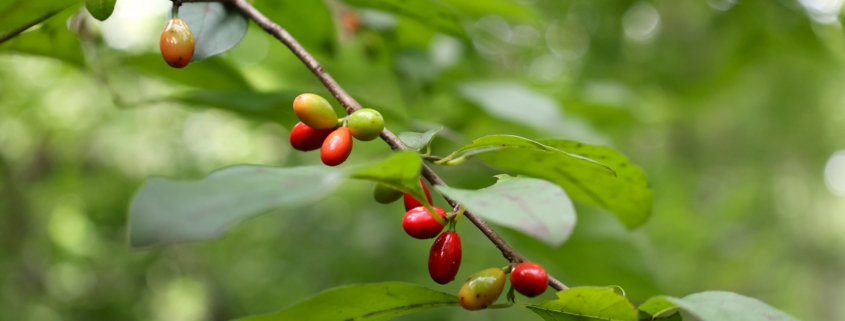 spicebush, berries